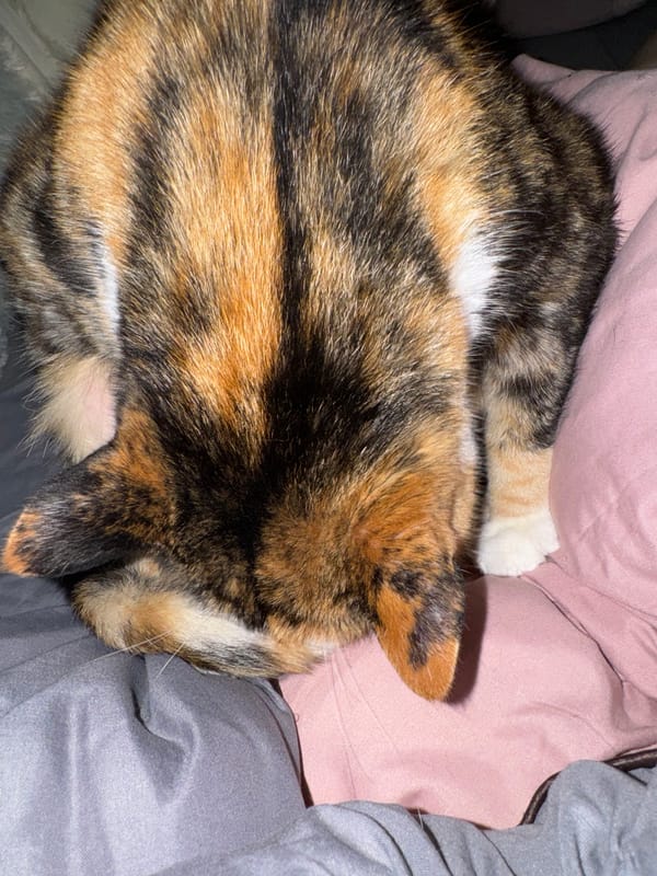 Calico cat's afternoon nap session documented over 40 minutes