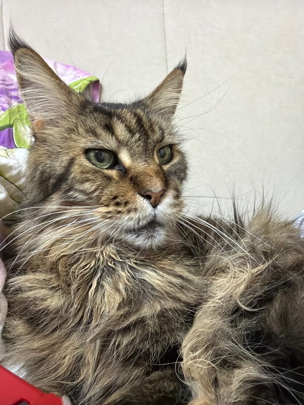 Maine Coon cat relaxing at home in Nakhabino, Russia