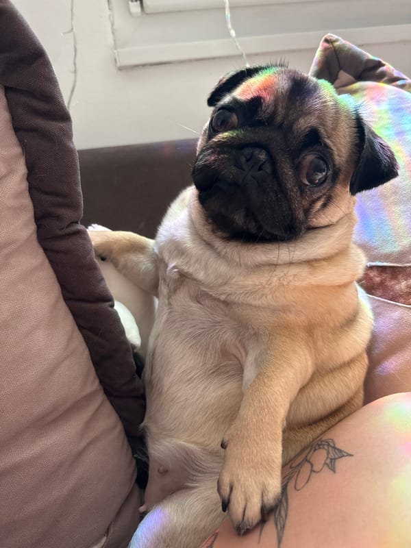 Pug relaxing indoors with toys and cushions