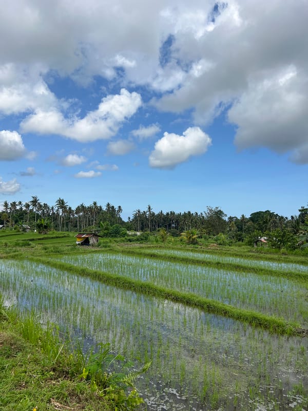 Rice paddies documented in rural Bebandem, Indonesia