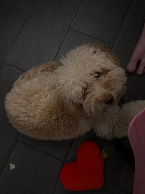 Evening at home with poodle and family in Bila Tserkva