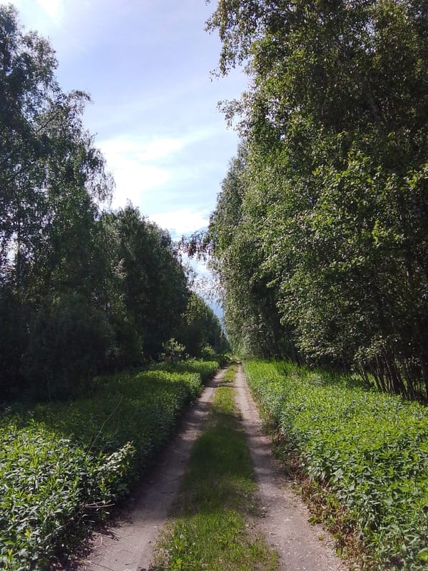Rural road and birch grove documented near water body