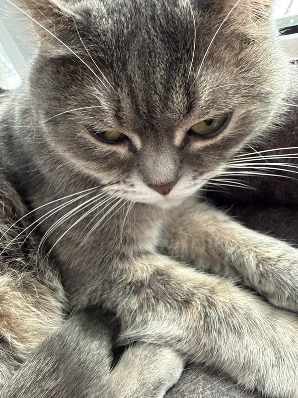 Domestic cats captured relaxing at home in Votkinsk