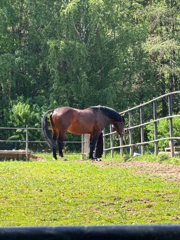 Morning scenes with horse, wildflowers captured in Chaikovsky, Russia