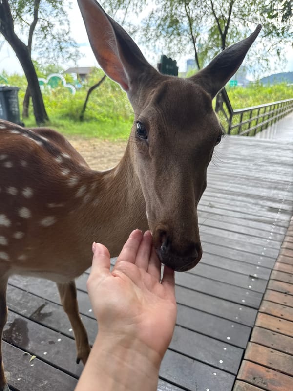Spotted deer feeding and roaming a Lin'an park wetland