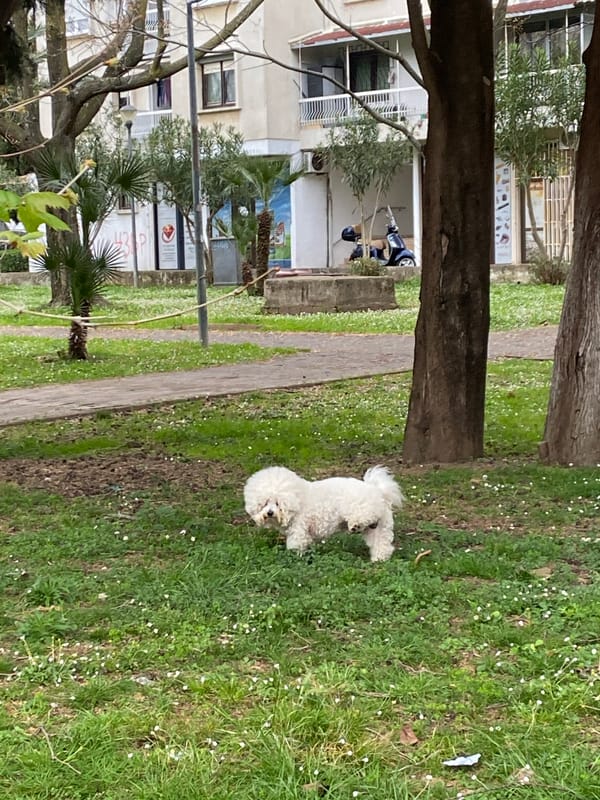 Everyday moments in Bar: dog in park, lunch break