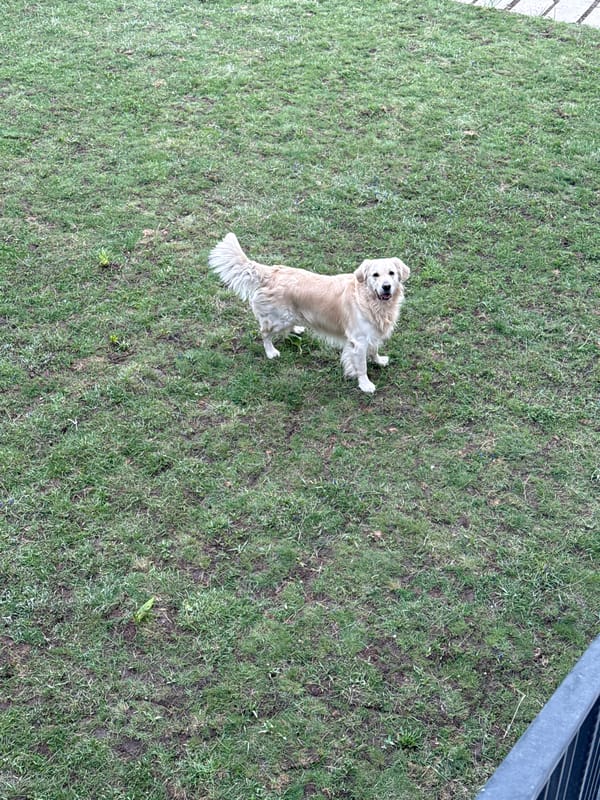 Morning walk with dog documented in Dilijan, Armenia