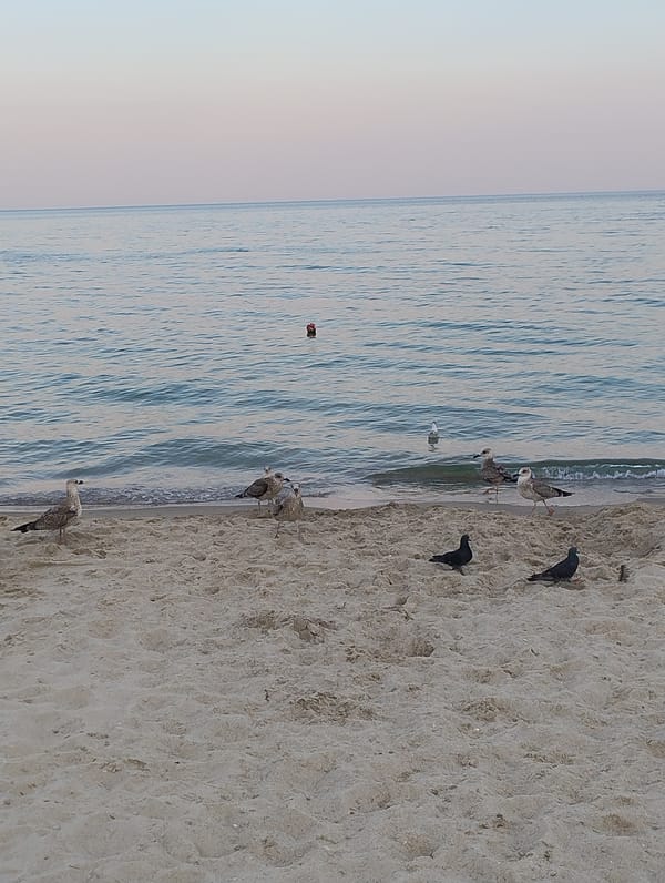 Seagulls and twilight on an Odesa Black Sea beach