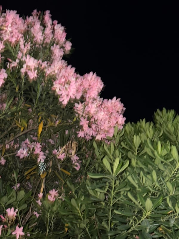 Nighttime garden scenes with dog walker captured by witness