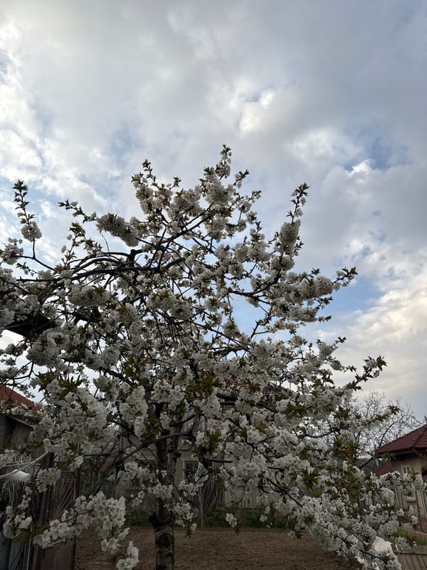 Spring afternoon captured: flowering trees and playful dog in Bulgaria