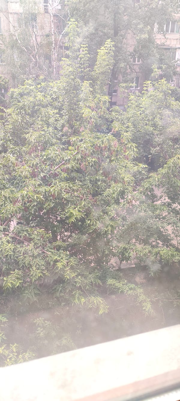 Cat by the window, trees outside, Almaty morning