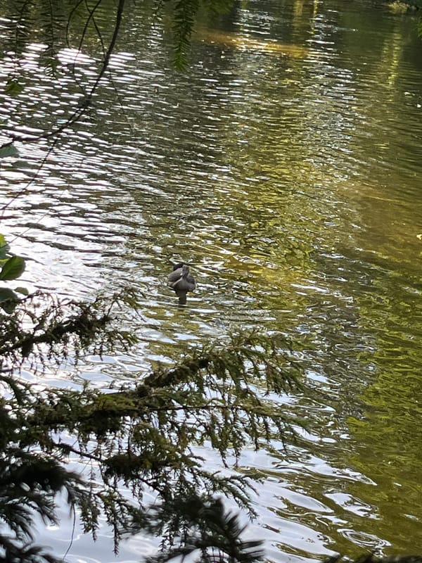 Ducks on a sunlit pond, stone arch nearby
