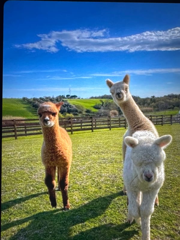 Tallinn afternoon: alpacas, pets, landmarks captured by single witness