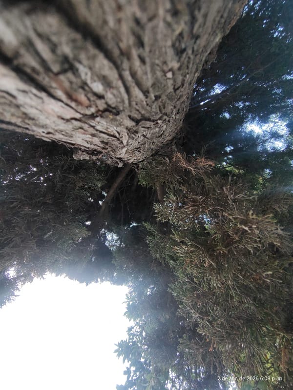 Evening flower photography session documented in Villa Domínico