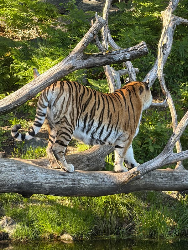 Tigers observed at Kristiansand zoo engaging in natural behaviors