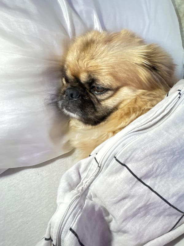Pekingese dog resting in white bedding, Kostinbrod