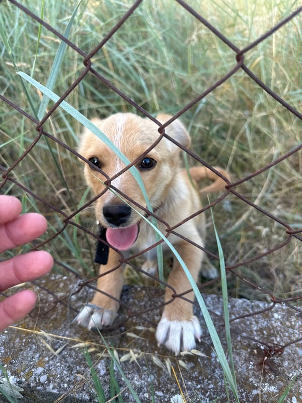 Puppy greets through a fence beside a greenhouse in Montenegro