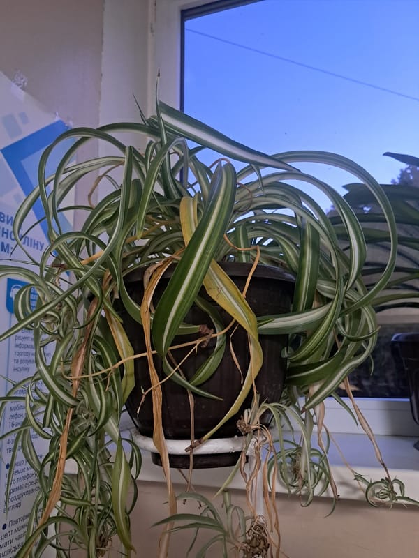 Indoor houseplant collection documented across a Kremenchuk apartment