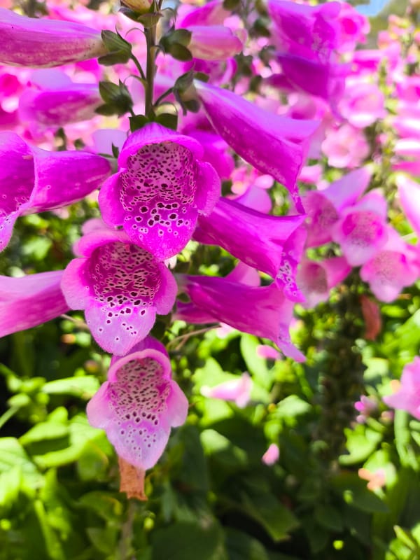 Spring flowers bloom in Da Lat garden, Vietnam