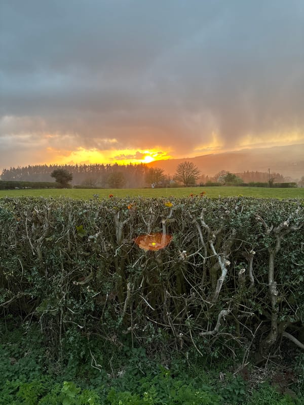 Sunrise landscape with pruned hedge captured in Worthen
