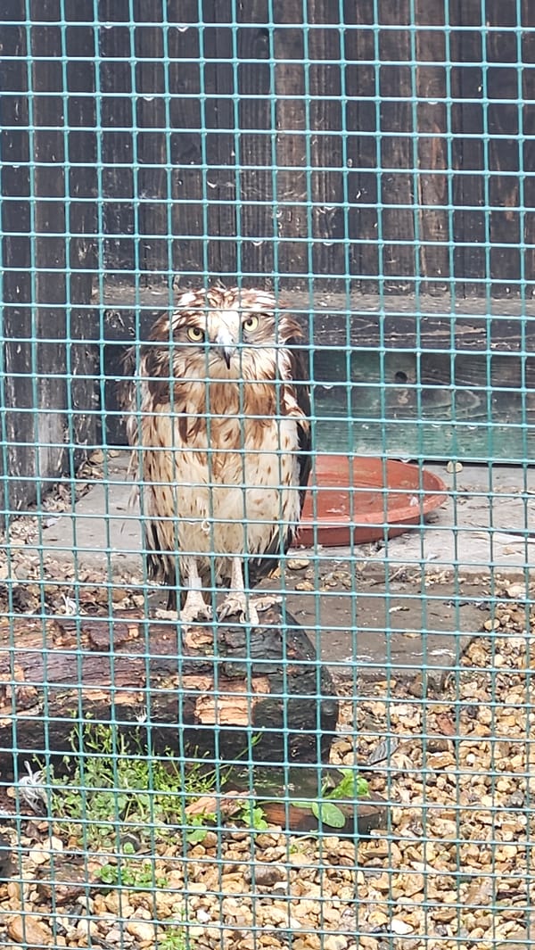 Caged birds including owl and swans spotted in Stara Zagora