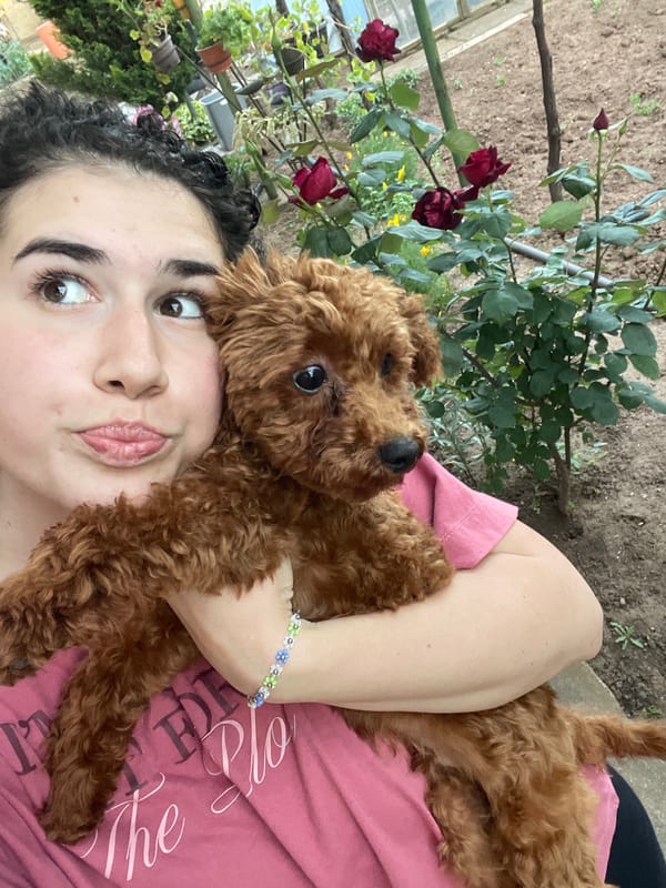 Woman plays with poodle puppy in Sofia backyard