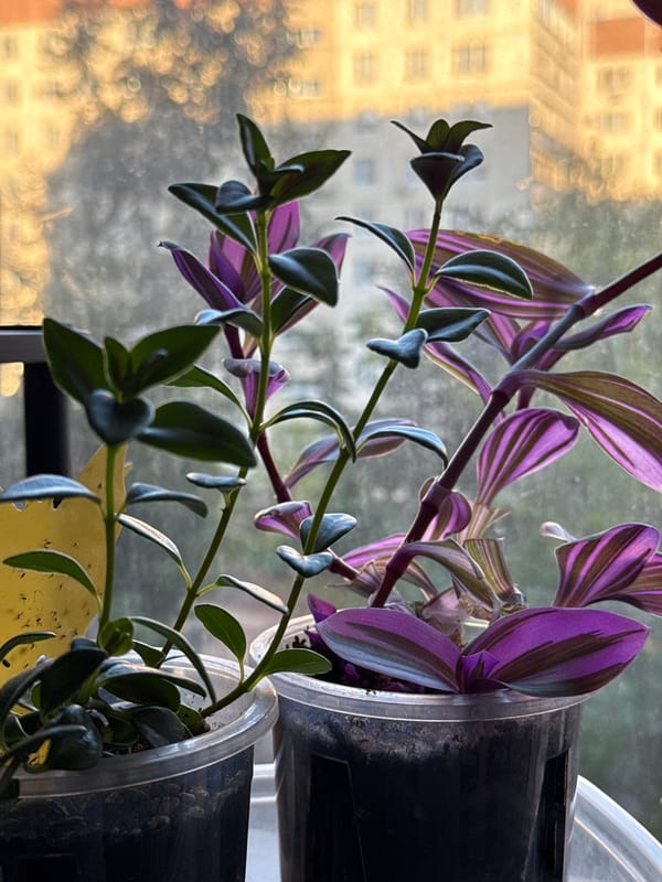 Indoor plant collection and apartment details, up close