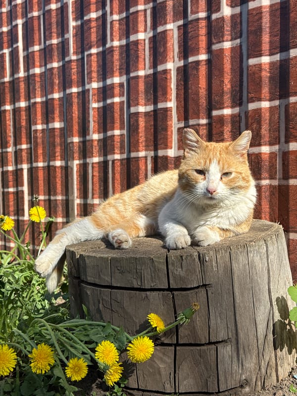 Cat grooming, dandelion gathering observed in Кемуль, Russia