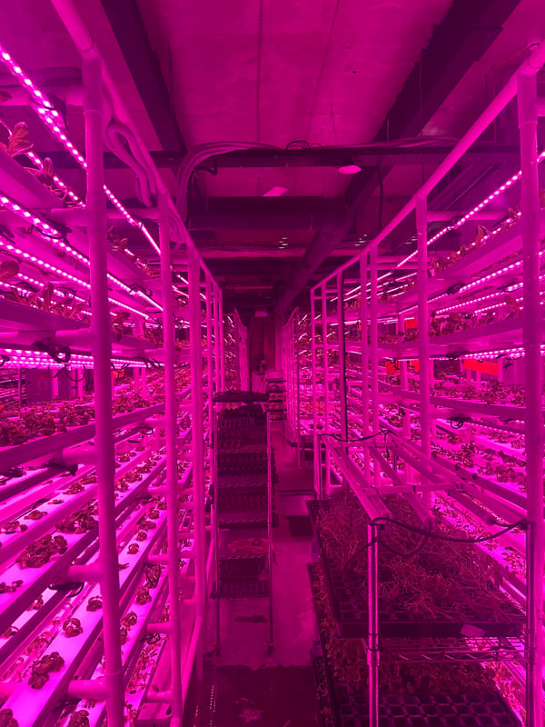 Vertical farm spotted operating in Tbilisi with LED systems