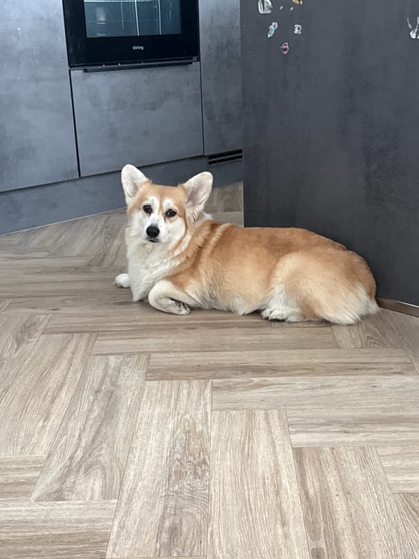 Corgi dog rests on kitchen floor in Krasnoyarsk