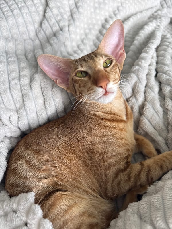 Orange tabby cat rests on striped blanket in Khimki