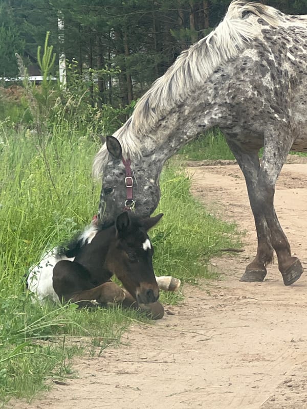 Mare and foal graze in Russian countryside meadows