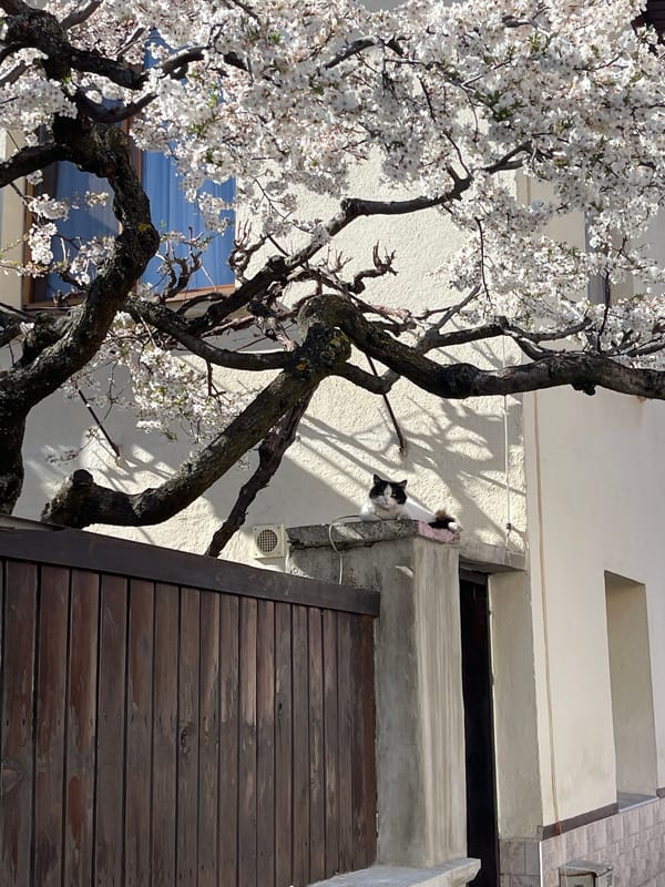 Spring blooms captured near building in Razlog, Bulgaria