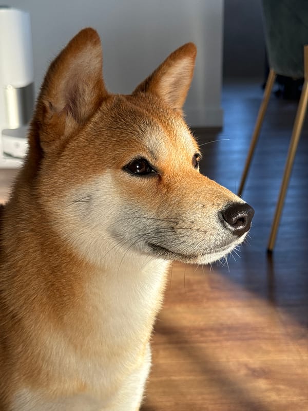 Shiba Inu enjoys sausage treat from fork in Latvia
