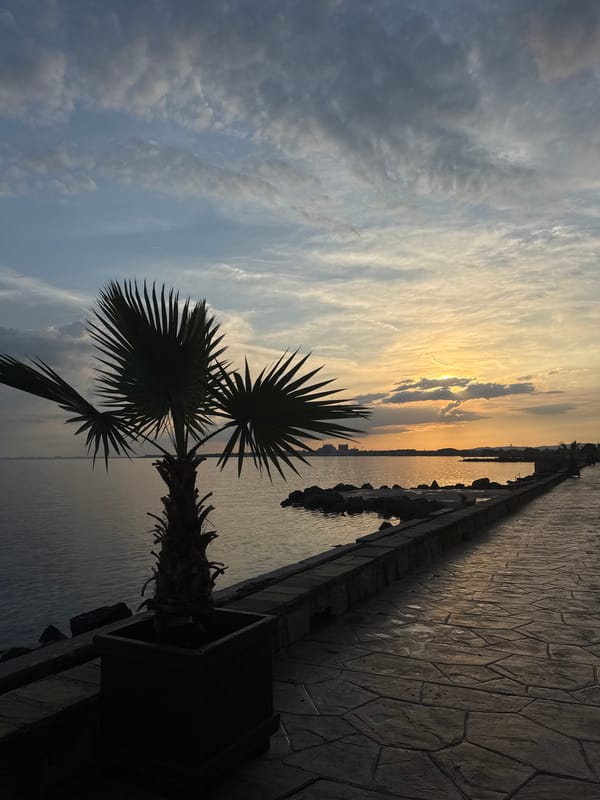Sunset photographed with palm tree silhouette in Pomorie, Bulgaria