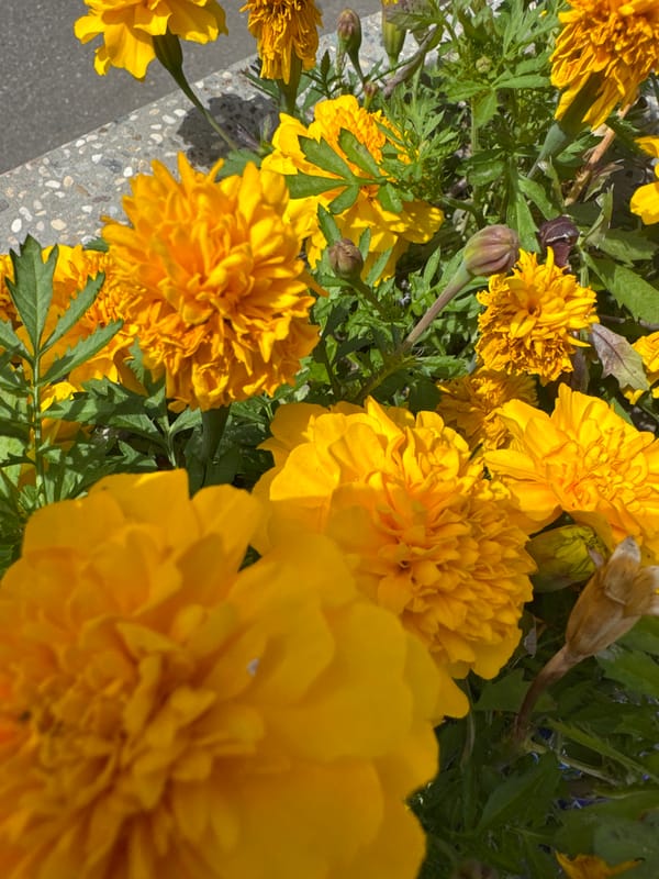 Bright marigolds in full bloom, Zelenograd