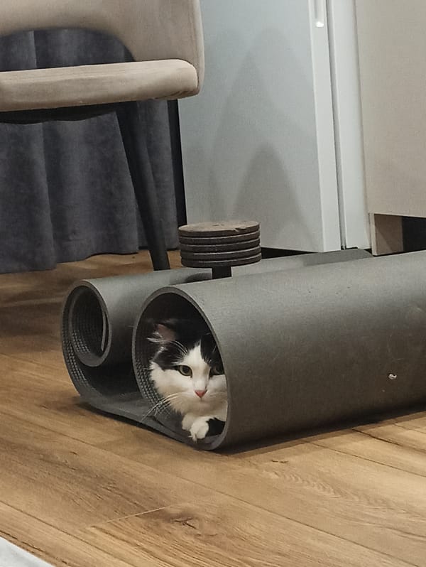 Cat hides in yoga mat during workout session