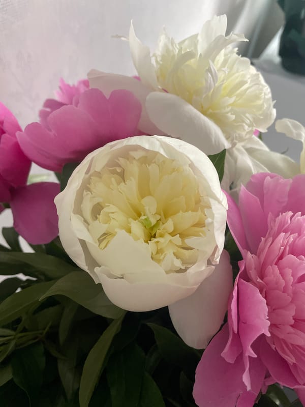 Ginger cat investigates peony bouquet in Ukrainian village