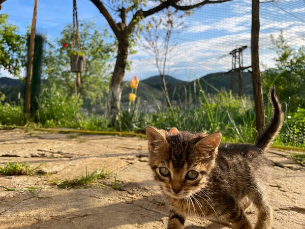 Quiet afternoon with pets captured in Bulgarian countryside