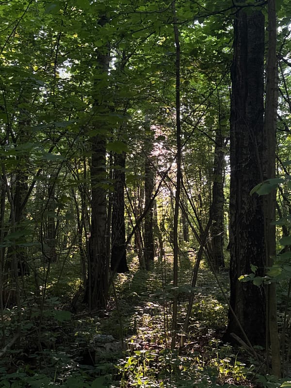 Birch forest documented in Podolsk during summer afternoon walk