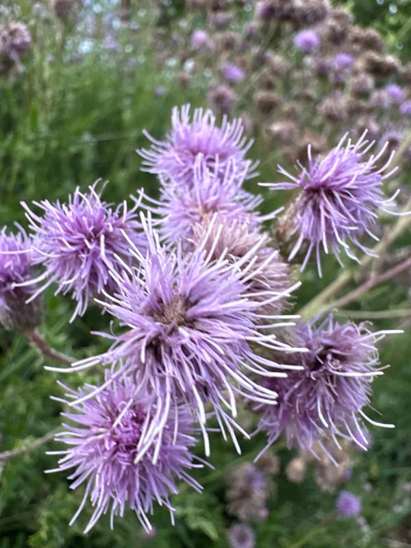 Evening stroll through Chelmsford's streets, gardens, and local greenery