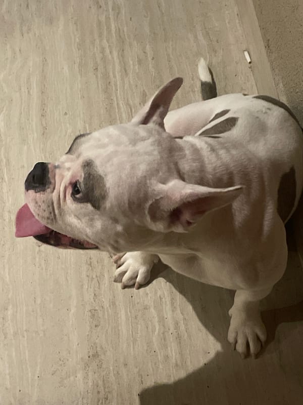 American Bulldog puppy plays with owners in Greek home