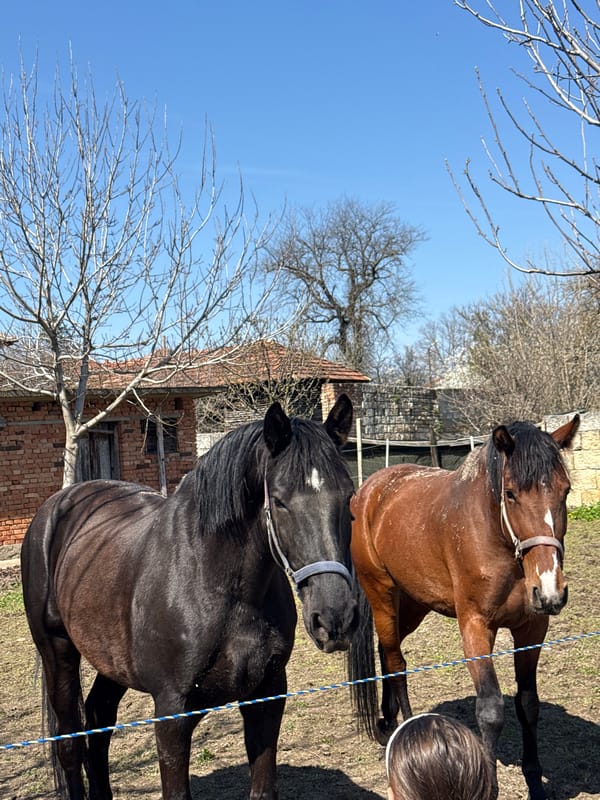 Two horses spotted grazing in Ostritsa, Bulgaria