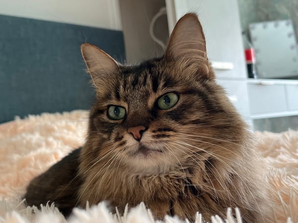Tabby cat at rest, Babruysk home, multiple angles