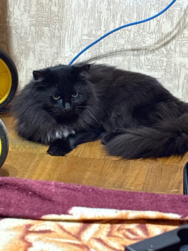 Black cat and Chihuahua spend a cozy evening indoors in Pushkino