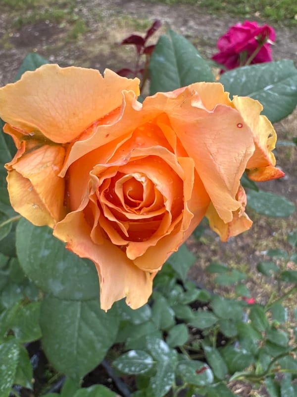 Close-up garden florals in full bloom, Podolsk