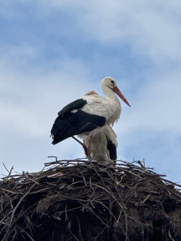 Storks nesting on power poles observed in Bulgarian village