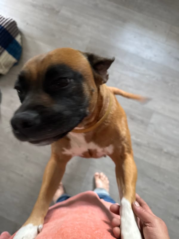 Backyard hang in Chaikovsky: a boxer dog and a coffee mug