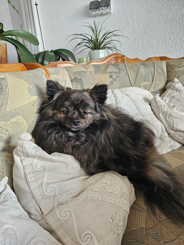 Dogs observed resting and playing indoors in Krasnovo, Bulgaria