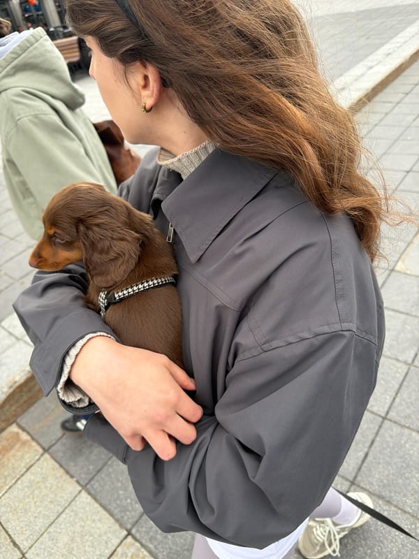 Dog walkers spotted on Montreal street with small pets